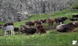 40 bin TL maaşla çoban bulamayınca çözümü nöbetleşmekte buldular