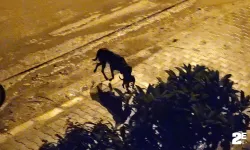 Anne köpeğin duygulandıran davranışı!