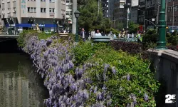 Baharın gelişiyle açan çiçek ve ağaçlar görenleri mest etti