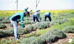 Belediye çalışanları lavantaların bakımını yaptı