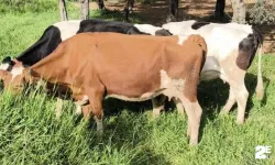 Bulunan hayvanlar sahibine teslim edildi