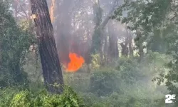 Çamlık alanda çıkan yangın korkuttu