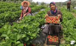 Enkaz kentte yüz güldüren çilek hasadı