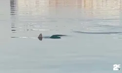 Köpek balığını görüntüleyen amatör balıkçının yaşadığı heyecan kameraya yansıdı