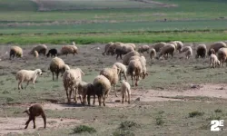 Koyunlar meralara çıktı