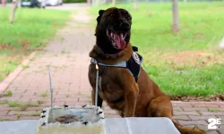 Narkotik köpeği Hulk'a pasta kesildi