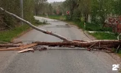 Şiddetli fırtına ağacı yıktı