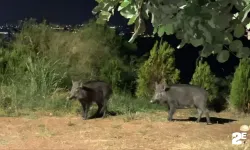 Üniversite yerleşkesinde domuz korkusu