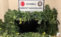 Villa değil uyuşturucu serası