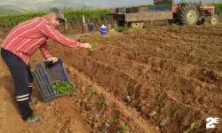 Yazlık sebzeler toprakla buluştu