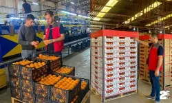 Yerli meyveler dünya pazarına açılıyor
