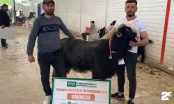 Koçlar güzellik yarışmasında yarıştı