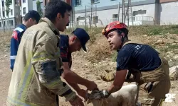 Rögara düşen küçükbaş hayvanı itfaiye kurtardı