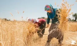 Ata tohumların hasadına başladılar