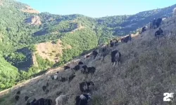 Koyunlarını otlatırken kurtla göz göze geldi