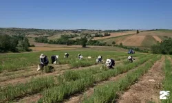 Kozmetik sektörü için  hasada başladılar