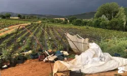 Şiddetli fırtına tarım arazilerine zarar verdi