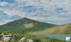 2 bin 241 rakımda yüzlerce kuşa ev sahipliği yapıyor