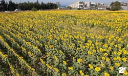 Ayçiçek tarlaları yol kenarlarını sarıya boyadı