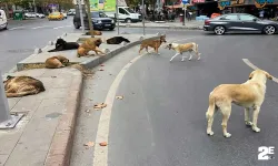 Bakımevleri Zorunlu Hale Geldi