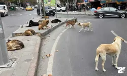 Başıboş Köpek Düzenlemesi Bugün Komisyonda Görüşülecek