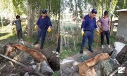 Çukura düşen ineğin yardımına ekipler yetişti