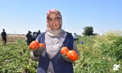 Kadın işçilerin domates hasadı başladı