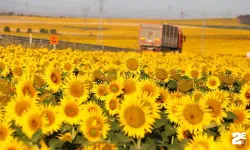 Kırklareli’de Ayçiçek Tarlaları Sarıya Büründü