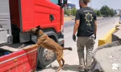 Narkotik köpeği uyuşturucu geçit vermiyor