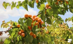 Rekolte arttı, altın sarısında hasat başladı