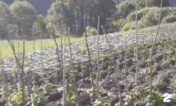 Sağanak yağmur tarım arazilerine zarar verdi