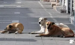 Sokak hayvanlarına ilişkin kanun teklifinin görüşmelerinde usul tartışması