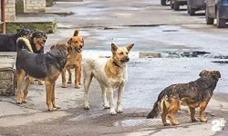 TBMM'den başı boş köpek teklifi komisyondan geçti