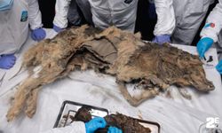 Yakutistan'da Bulunan 44 Bin Yıllık Kurt Cesedi, Antik Virüsler İçerebilir