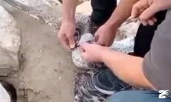 Acemi balıkçının oltasına balık yerine martı takıldı