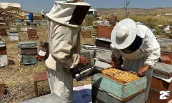 Arı kovanlarında hasat başladı