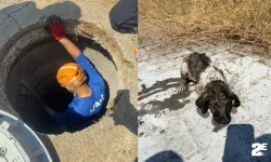 Çukura düşen köpeğe yardım eli