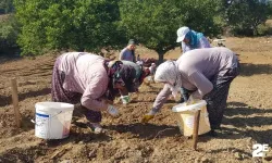 Dünyanın en pahalı baharatı dikiminde yenilikçi yöntem