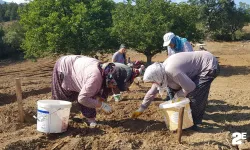 "Dünyanın en pahalı baharatı" toprakla buluşturuldu