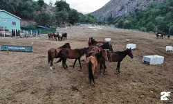 Kesilmekten kurtulan atlar 3 yıldır koruma çiftliğinde yaşamlarını sürdürüyor