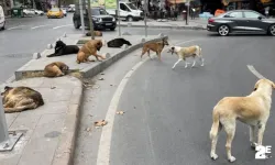 Sahipsiz köpeklere yönelik düzenlemeleri de içeren kanun yürürlüğe girdi