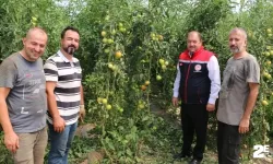 Serada yetiştirilen sebzeler bölgeyi besliyor