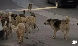 Sokak köpekleri 5 yaşındaki kıza saldırdı!