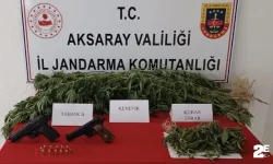 Yasa dışı kenevir üretimine jandarma darbesi!