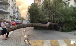 20 metrelik çam ağacı yola devrildi!