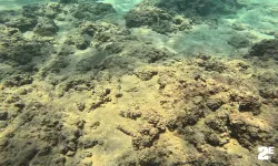 Deniz suyundaki sıcaklık artışı Akdeniz'de tür değişimini hızlandırıyor