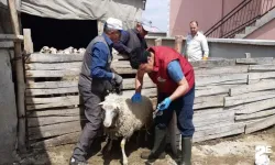 Ekipler küçükbaş hayvanları aşıladı