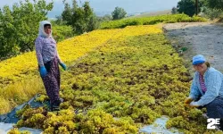 Hava sıcaklıkları üzümde kaliteyi artırdı