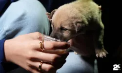 Hayvansever aile, yavru köpeklere sahip çıktı