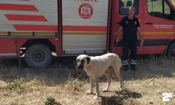 Kayalıklarda mahsur kalan köpek kurtarıldı